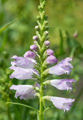 Obraz premium Physostegia virginiana flower close-up in the garden