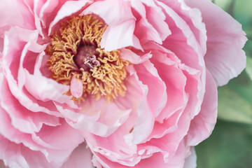 
Pink Paeonia suffruticosa Flower close-up, soft focus

