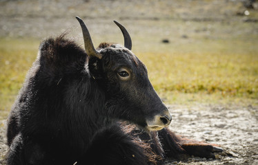 yak grazing
