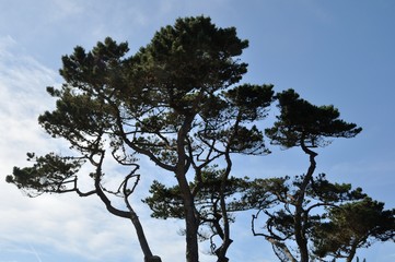 Pine in Brittany