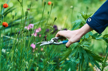 In the womans hand garden pruner for cutting plants. Gardening. Plant care.