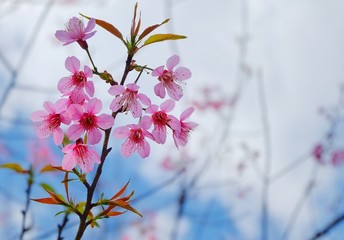 A closeup of pink cherry blossom at the tip of a tree branch against a nice blue sky with white cloud on a sunny day.