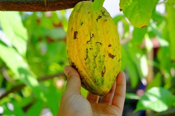 A hand reaching to ripe yellow cocoa pod an a branch in a cocoa plantation on a sunny day, ready to be picked and make into chocolate powder.