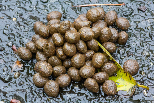 RyukyuKaninchen Bilder Durchsuchen 96 Archivfotos,