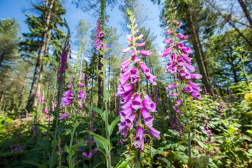 Group of purple foxgloves, Digitalis purpurea, in a natural woodland setting looking upwards. Close up, wide angle.