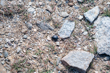 beetle walking among the stones