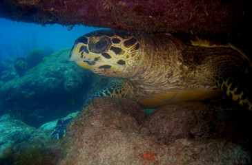 Fototapeta premium sea turtle caribbean sea