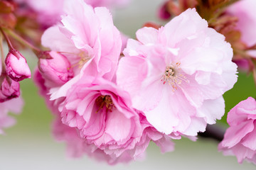 Obraz na płótnie Canvas close up of pink cherry blossom