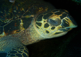 sea turtle caribbean sea
