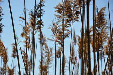 dry reeds on blue sky