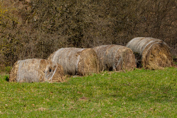 Old rotten hay bale rolls covered with plastic net