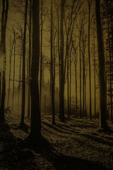 Fototapeta premium Evening in a golden forest with fog and warm light
