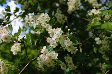 Tree blossoms