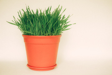 Green grass in a flowerpot isolated on white