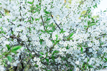 White Cherry flowers in spring garden