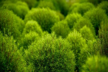 A tiny forest of summer cypress growing in a perennial garden in a city park located in Tokyo during summer.