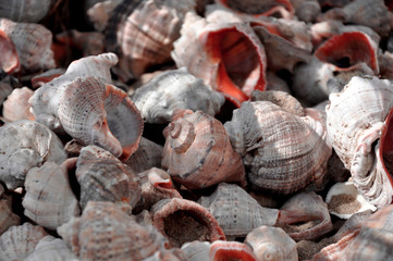 seashells rapan after a storm at sea