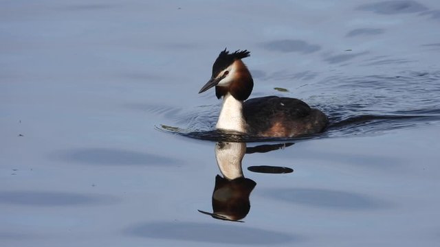 Haubentaucher&nbsp;(Podiceps cristatus)