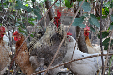 many chiken in the garden
