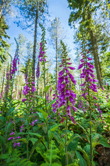 Group of purple foxgloves, Digitalis purpurea, in a natural woodland setting looking upwards. Close up, wide angle.
