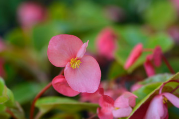 Fototapeta na wymiar Dragon Wing Pink Begonia