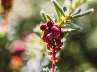Grevillea flower