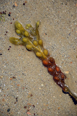 Blasentang an einem Strand