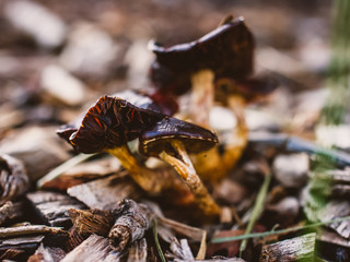 mushrooms in the forest