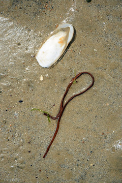 Strandgut
