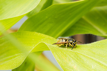 Image of a bee resting in a green leaf of a corn plant. Beautiful summer image of a bee resting.