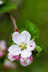 Obraz na płótnie Canvas apple tree blossom