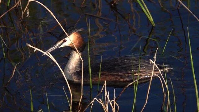 Haubentaucher&nbsp;(Podiceps cristatus)