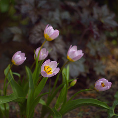 Kleine wilde Tulpen in meinem Garten, Sorte 