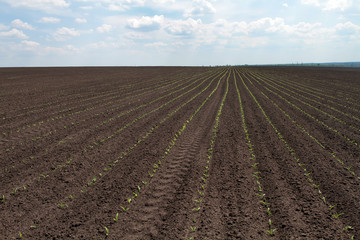 Fototapeta na wymiar Seedlings of corn sprouted in rows in the field