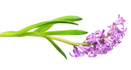 Purple hyacinth flower and green leaves