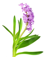 Green hyacinth leaves and purple flowers