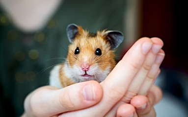 Cute syrian hamster in girls hands. Care of home animals. 