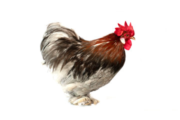 Mini Cochin chicken has a small round shape and has feathers on its feet. Popular as a pet because of the cute appearance and the many colors to choose from.