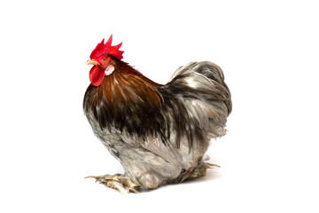 Mini Cochin chicken has a small round shape and has feathers on its feet. Popular as a pet because of the cute appearance and the many colors to choose from.