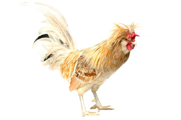 Polish chickens are popular as pets because of their cute appearance and many colors to choose from. Polish chicken has a distinctive feature with large head feathers, like a hat.