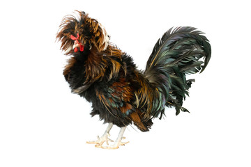 Polish chickens are popular as pets because of their cute appearance and many colors to choose from. Polish chicken has a distinctive feature with large head feathers, like a hat.
