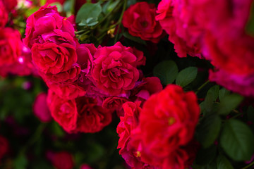 The blooming bushes of roses in the garden. Background of rose bushes