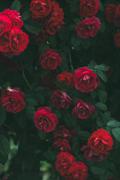 Roses dramatic toning. Background of rose bushes © Serhii Barylo