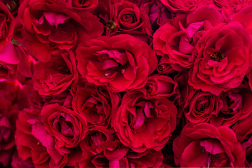 Fototapeta premium The blooming bushes of roses in the garden. Background of rose bushes