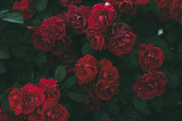 Roses dramatic toning. Background of rose bushes