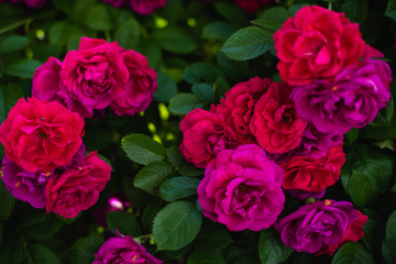 The blooming bushes of roses in the garden. Background of rose bushes