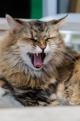 Fluffy brown cat is resting on a white chair. The cat is yawning.