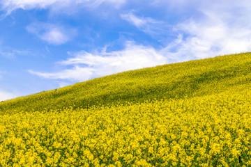 Yellow flowers field in the spring sky