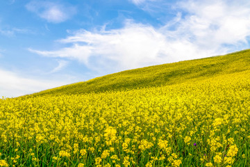 Obraz premium Yellow flowers field in the spring sky