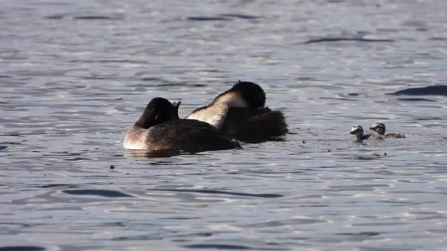 Haubentaucher&nbsp;(Podiceps cristatus) mit Jungen